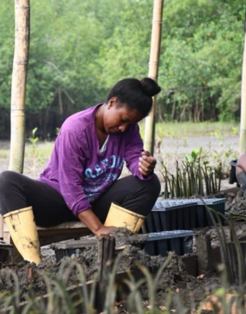 Mujer sembrando plántulas de manglar